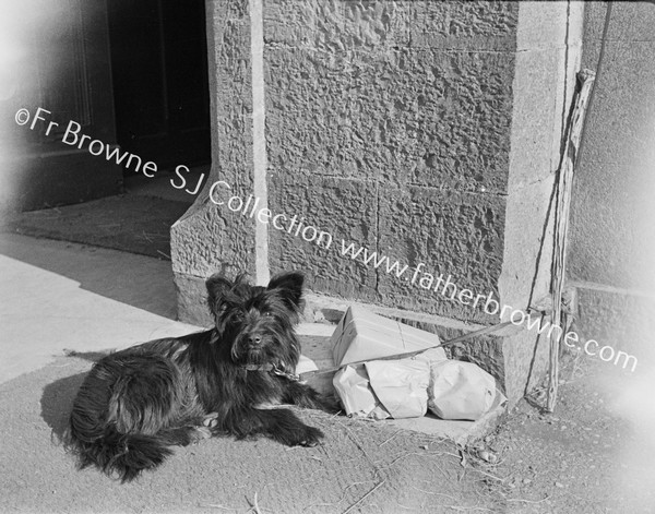 YORKSHIRE TERRIER